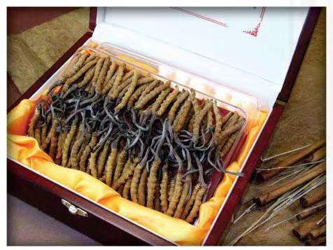 河南冬虫夏草回收